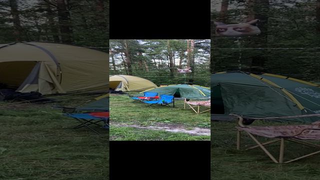 E-picnic #палатка #кот #электро #мото #колесный #московскаяобдасть #август2024