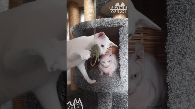 Ориентальный котик