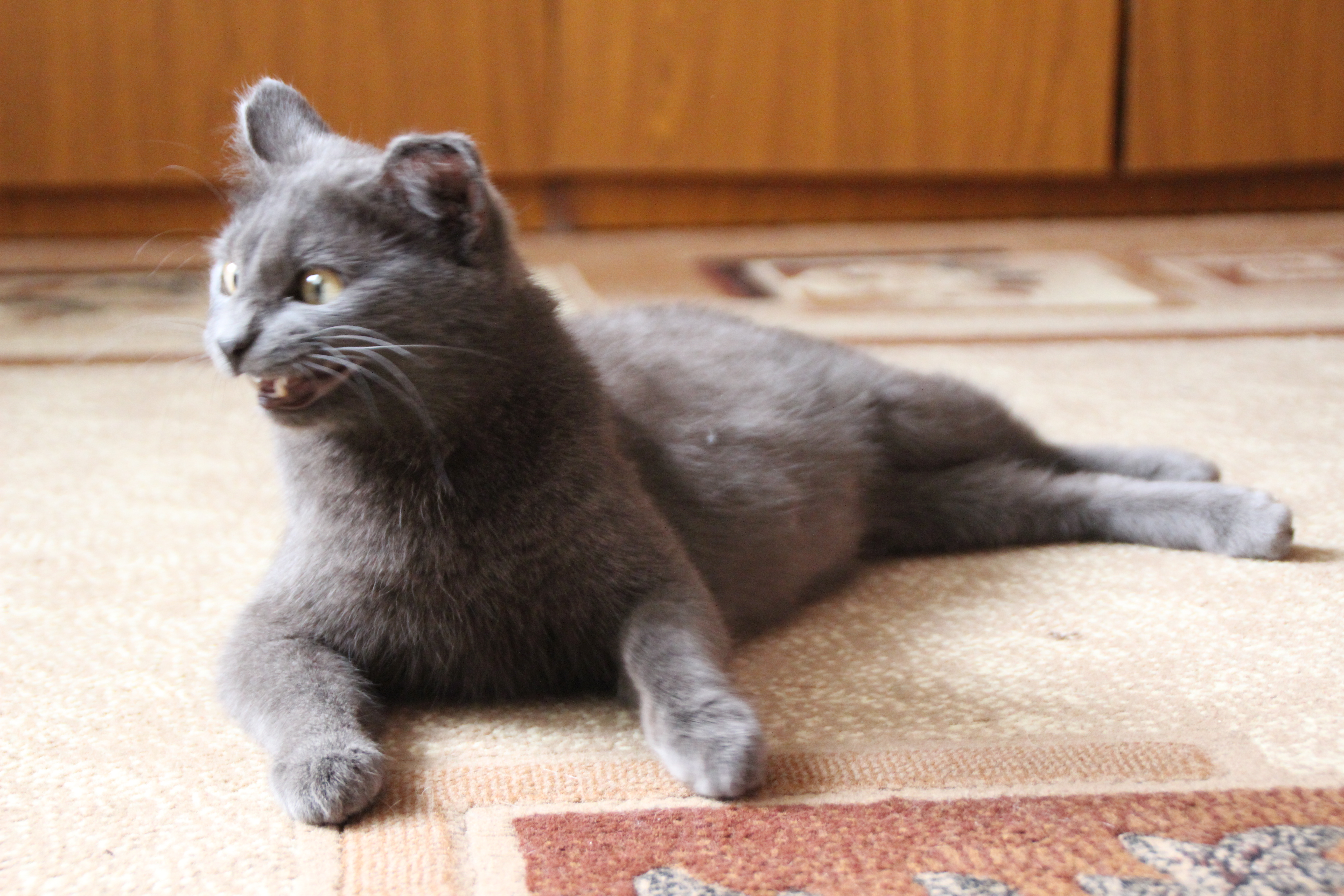 Кошачий прайд