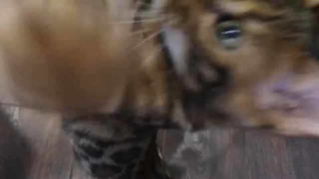 Бенгальские котята Анакторон