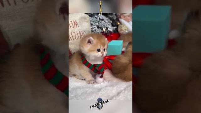 С новым добрым утром! humor