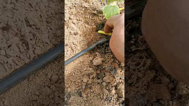 Капельный полив. Дешево и просто.