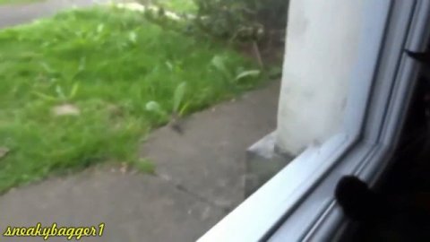 Кот наблюдал за птичкой