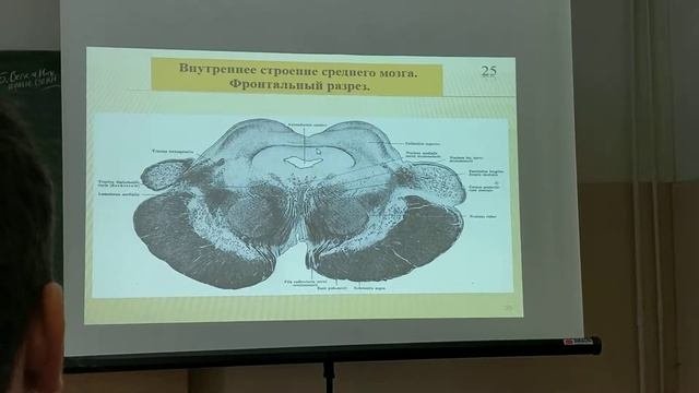 Ствол головного мозга. Часть 1