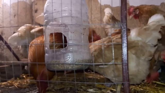 Клеточное содержание кур Мини мясные палевые Преимущества данной породы