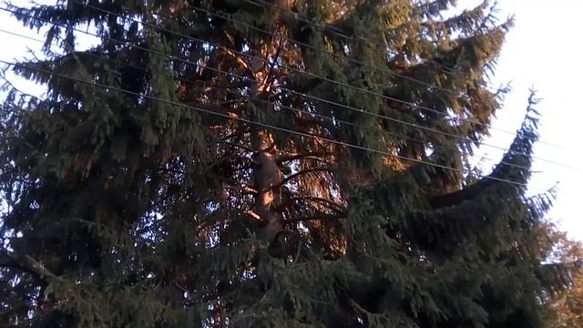 22 10 2019 Ели, сквер у памятника Дзерж., общ вид с проспекта Дзержинского