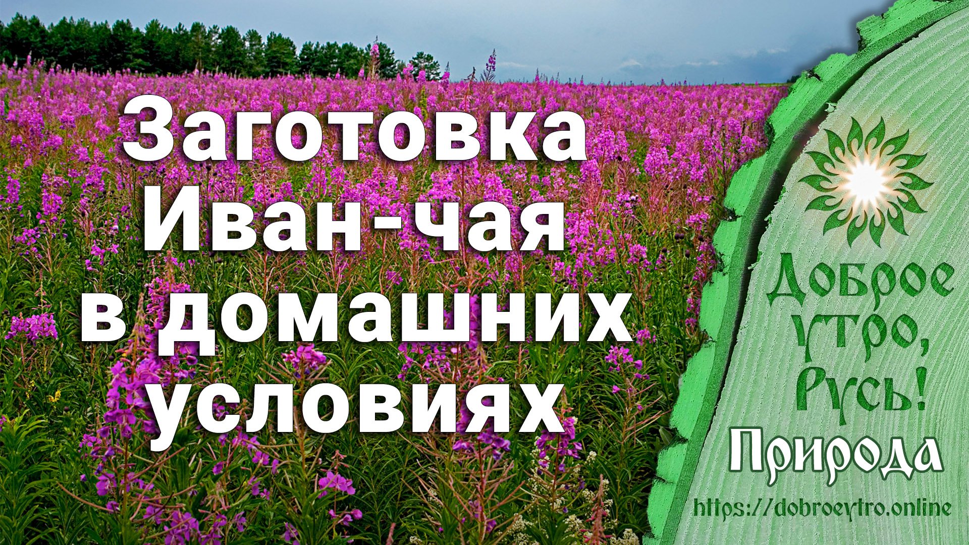 Заготовка Иван-чая в домашних условиях