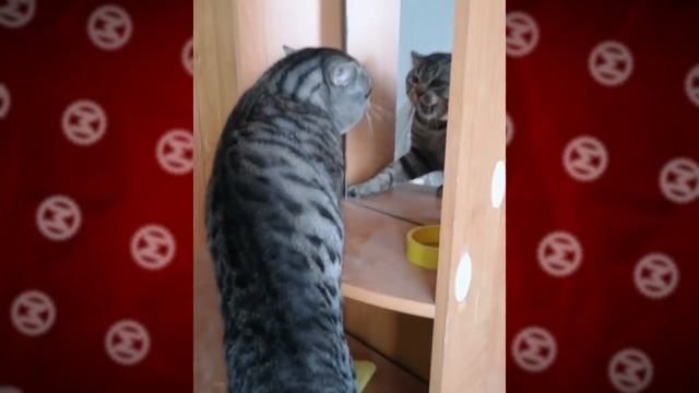 Если бы Это не Сняли на Камеру, Никто бы не Поверил