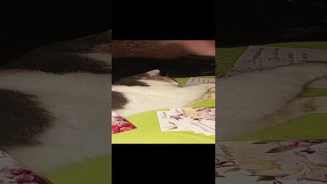 гадание на котиках🐱🐱люди не встречаются случайно!!