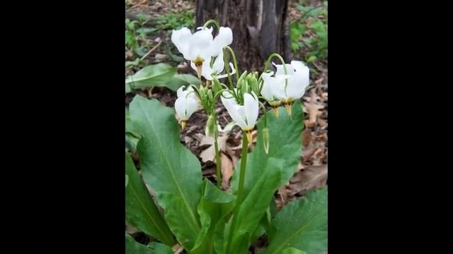 ДОДЕКАТЕОН  или  ДРЯКВЕННИК  DODECATHEON  сем. Первоцветные