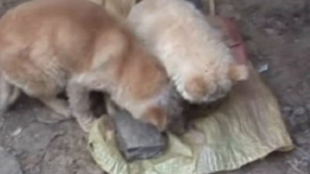 Две больные собачки шокировали своим видом… С ними была еще и третья, вот только выйти к людям