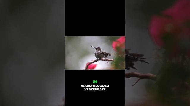 7 Of The Smallest Animals In The World