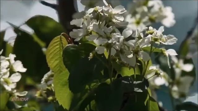Весенний сон (Miliza)