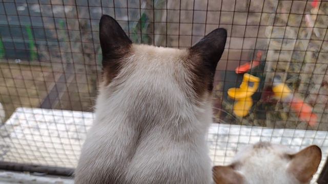 Тайские котики смотрят в окно