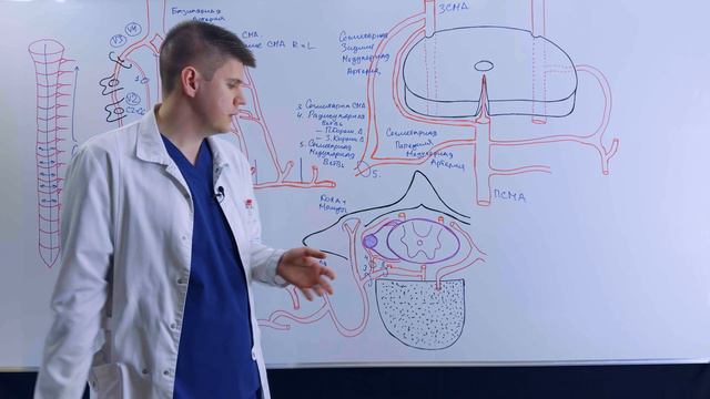 Кровоснабжение спинного мозга / Артерии спинного мозга / Ангиология