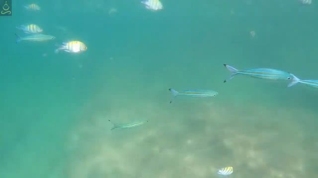 Aquarium | Relaxing Music | Relaxing fish aquarium | fish tank | Music for Stress Relief & Anxiety