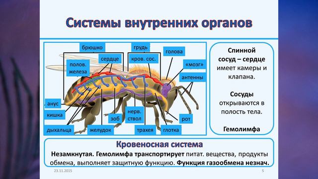 §12 "Транспорт веществ в организме", Биология 6 класс, Сивоглазов