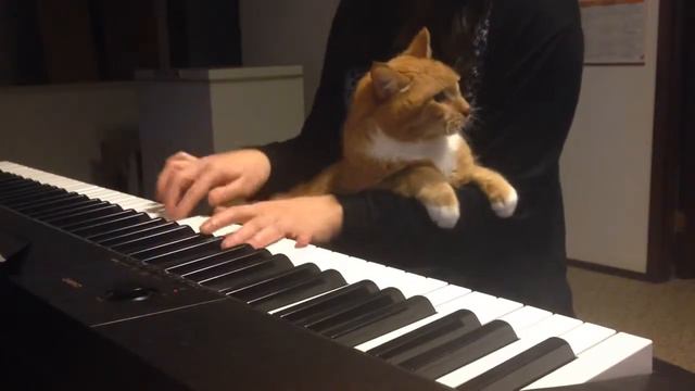 Кот требует внимания