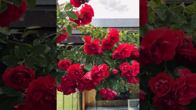 Climbing Rose Starlet Lola