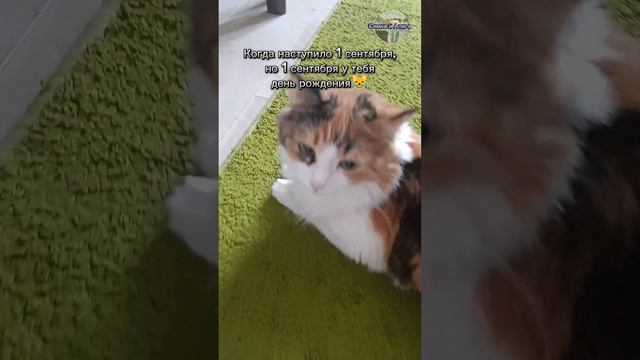 Когда наступило 1 сентября, но 1 сентября у тебя день рождения!😹 | Симка и Алиса Rutube