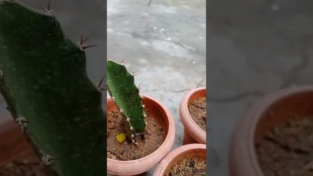 Dragon Fruit Plant Seeding Update | How To Dragon Fruit Plant
