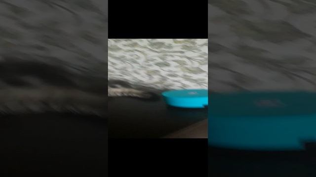 Кошка на отдыхе