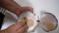 как открыть морской гребешок