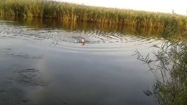 РЫБАЛКА ПРИМОРСКО-АХТАРСК КАРП 4КГ