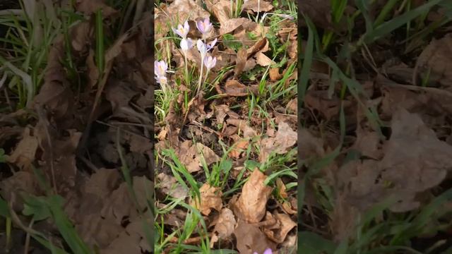 Работа кипит🌸crocuses🐝bee 🇩🇪 Germany 2024