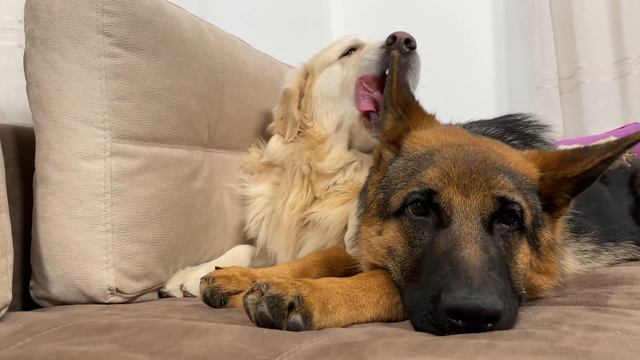 How the Golden Retriever and the German Shepherd Became Best Friends [Compilation]