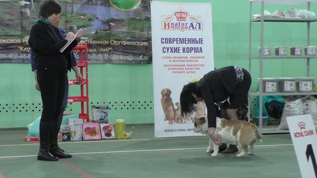 Воронеж Английский Бульдог (10.03.2019г.).