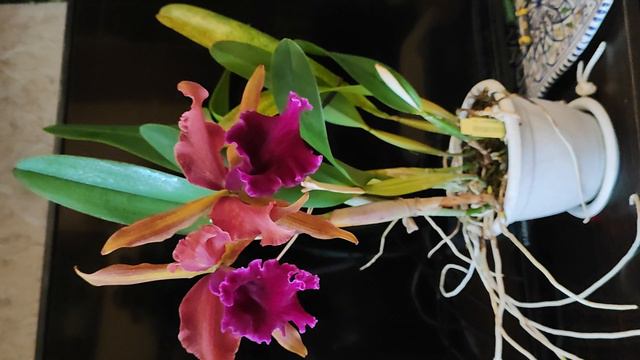 Cattleya luminosa