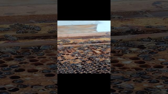 Потери на пасеке.mp4