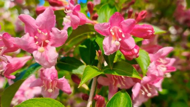 #Garden in Bloom-4k#gardentour#May flower#Everything blooms in its own time.#