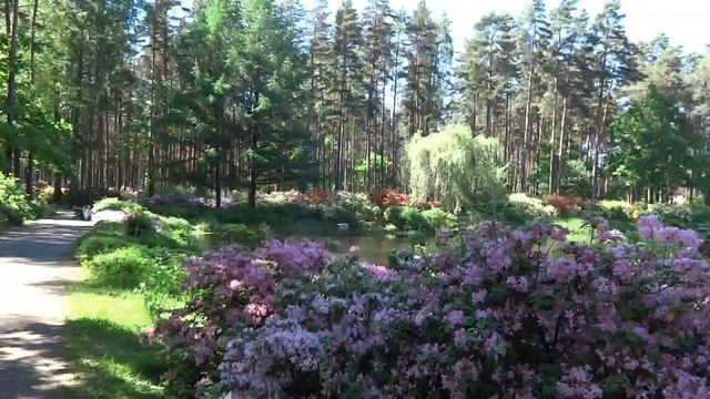 Цветут рододендроны в сосновом лесу . Гуляем с Натальей в парке . Архивное видео с фотоаппарата .