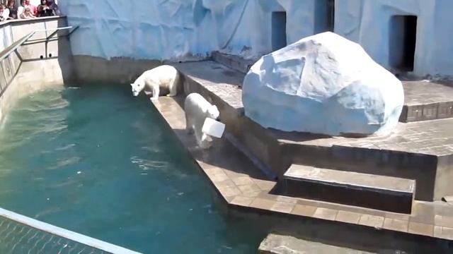 Новосибирский зоопарк-Белые медведи