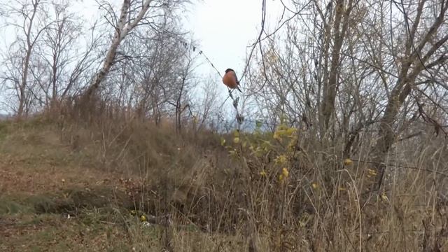 Снегирь