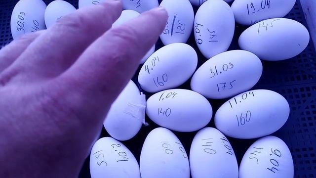Инкубация гусиных яиц. Про овоскопировал индоутиные яйца в гнёздах под утками. Ждём крольчат.