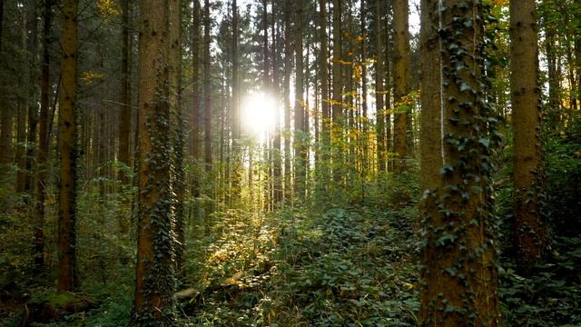 Forests with Beautiful Piano Music, осенний лес с фоновой музыкой