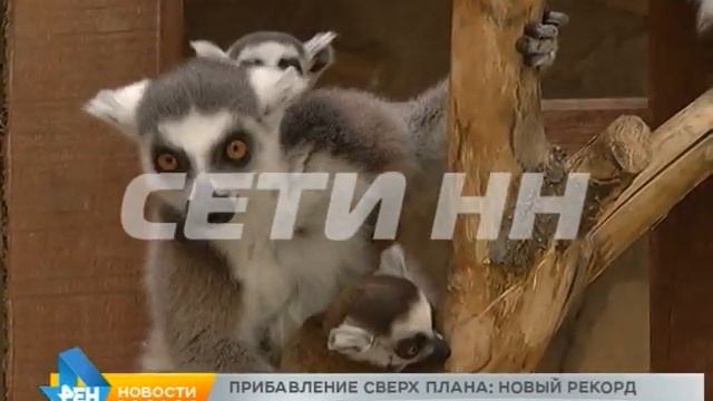 Зоопарки превращаются в роддома - рекордное прибавление в нижегородских зоопарках