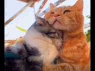 Кот-бегун по воде, котяра на районе, мимишные котики и прочие прикольные гифки из Чайнета о кошачьих