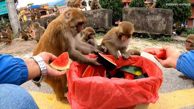 A group of monkey enjoying watermelon   feeding watermelon to the hungry monkey   monkey   animal