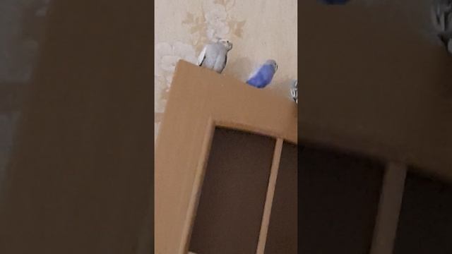 Серёжа играет Жоре и Розе