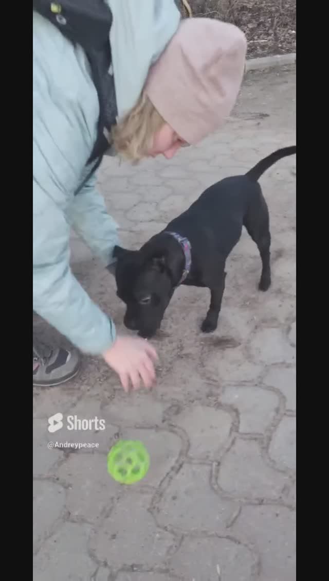 Staffie likes commands