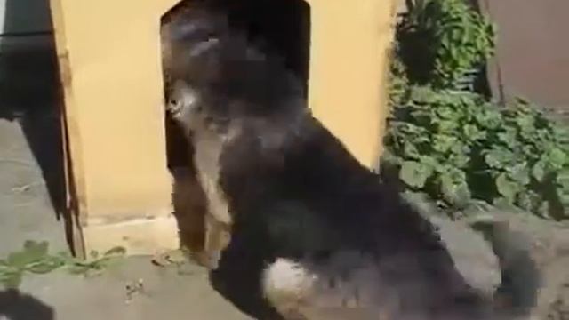 Собака вытаскивает палку из будки!
