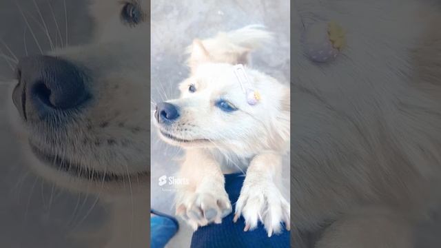 Собакен ?