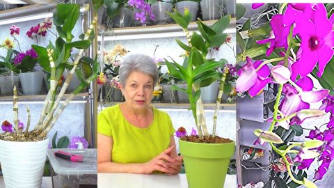 Часть 1. Дендрофаленопсис - как ПРАВИЛЬНО пересадить орхидею чтобы она снова зацвела?