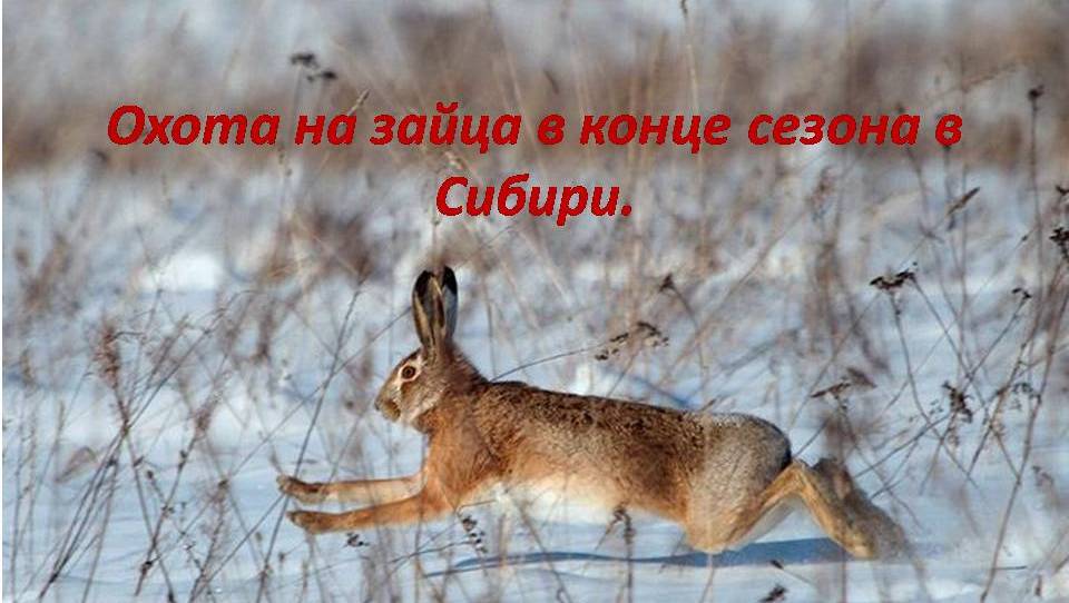 Охота на зайца в конце сезона)