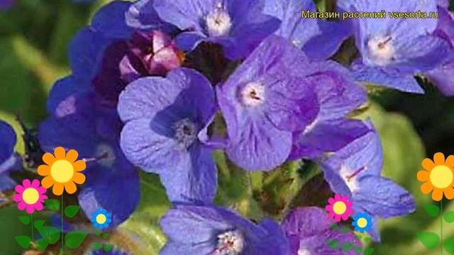 Анхуза итальянская Лоддон Ройалист. Краткий обзор описание anchusa italics Loddon Royalist