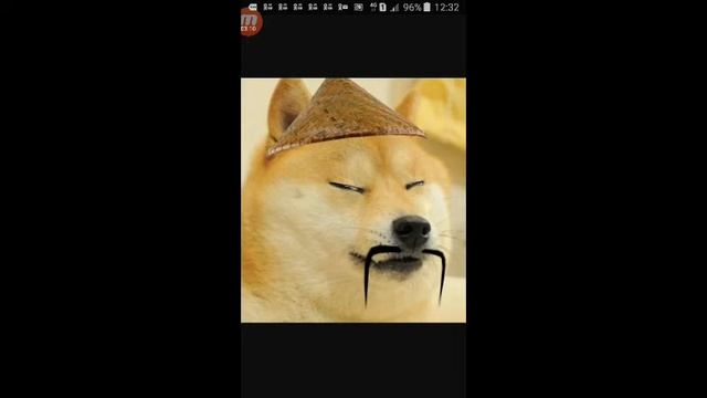 Стрим доги 4 у Доги сердечный приступ